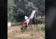 VIDEO - Imagini haioase cu urși care se dau în tobogan exact ca niște copii