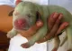 Adorabil! Un cățeluș cu blană VERDE s-a născut în Sardinia. Explicația cercetătorilor 