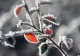 Vremea 21 decembrie - Temperaturile cresc în majoritatea regiunilor. Unde e posibil să ningă