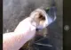  VIDEO – Așa ceva n-ai mai văzut – Ce monstru iese direct din apă și îl prinde de mâna pe un pescar
