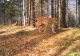 Animale rare, puse în bătaia puștii - decizie controversată a Ministerului Mediului. Activiștii acuză INTERESE ASCUNSE