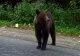 Mesaj de alertă la Târgu Mureş! Un urs se plimbă pe străzile din oraș