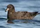 Decizie unică în Noua Zeelandă. O localitate întrerupe iluminatul public pentru a salva o specie de păsări