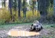 VIDEO/ Imagini INEDITE în paradisul natural din Apuseni - Urși, surprinși în timp ce beau apă în pădure 