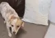 Cățelușul incendiat de niște copii a fost salvat! Poliția a deschis dosar penal pentru rănirea și schingiuirea animalelor