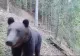 VIDEO/ Ursul care se vrea vedetă TV. Imagini incredibile surprinse în Parcul Național Călimani