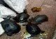 Zeci de broaște țestoase, ținute captive într-un restaurant din Timișoara