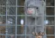 Coronavirusul, descoperit și la nurci din Grecia. Mii de animale vor fi sacrificate
