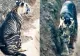 Un tigru dintr-o specie extrem de rară, fotografiat în India 