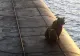 Incident șocant în Rusia. O ursoaică și puiul ei au fost împușcați după ce s-au urcat pe un submarin - VIDEO