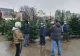 Zeci de pomi de Crăciun, confiscaţi la Craiova
