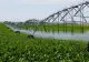 Executivul Cîțu. Programul de guvernare. Agricultura: Creşterea randamentului staţiilor de pompare la 80% şi reducerea pierderilor de apă din canale la 28%