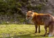 VIDEO - Mai multe vulpi în centrul stațiunii Sinaia - Comportamentul lor ar putea să indice faptul că sunt turbate - Avertismentul specialiștilor