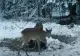 VIDEO Imagini spectaculoase cu cerbi "unicorni", în pădurile din Banat
