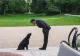 VIDEO Nemo, câinele familiei Macron, videoclip contra abandonului animalelor
