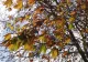 Prognoza meteo 16 decembrie. Nori joși, ceață și burniță
