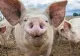 Un porc a evadat din remorca unui autoturism și a plecat la plimbare prin Sebeș