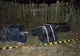 Ţigări în valoare de peste 105.000 lei confiscate la frontiera de nord a României