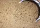 Prima insectă declarată sigură pentru consum uman la nivel european! Viermele de făină va putea fi folosit pentru paste și biscuiți