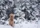 Alertă meteo - informarea de ninsori abundente și viscol, prelungită. Când se instalează gerul 