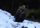 VIDEO Momentul în care un ursuleț a „furat” o cameră de monitorizare din munții Piatra Craiului, surprins de Romsilva