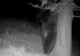 VIDEO VIRAL Scenă antologică pusă în scenă de un urs din Munții Retezat