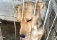 Adăpostul Odăi pentru câini din Sectorul 1 - ÎNCHIS după ce toate animalele vor fi adoptate