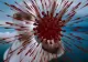 FOCAR de amploare la Colegiul Național Militar „Mihai Viteazul” din Alba Iulia -  CÂȚI elevi sunt infectați cu noul coronavirus