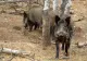  Peste 100 de cadavre de mistreți, găsite în pădurile din Arad. Animalele au căzut pradă pestei porcine