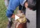 VIDEO – Ce au putut să găsească ascuns în garniță cu untură. Cea mai mare păcăleală posibilă