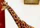 Singura girafă care putea fi admirată în România a murit. Gina trăia la Grădina zoologică din Târgu Mureș 