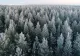 Și-a abandonat copiii în pădure, la -15 grade Celsius. Micuții au fost salvați, dar suferă de degerături