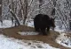 Trauma celor 20 de ani de captivitate a ursoaicei Ina închide Grădina zoologică din Piatra Neamț