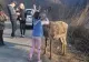 VIDEO O căprioară - VEDETĂ pe Valea Arieșului. Cum așteaptă turiștii