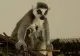 VIDEO Primele IMAGINI cu puii gemeni de lemurieni de la Zoo Sibiu