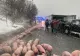 VIDEO Accident teribil în jud. Bistrița-Năsăud. Un camion cu 600 de porci s-a răsturnat, 100 de animale au murit