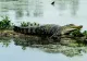 Situație inedită la o fermă din Africa de Sud! Mai mulți crocodili au scăpat și ar putea fi un pericol pentru locuitori