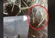 VIDEO – Surpriză uriașă în cuibarul găinilor – Cine clocea ouăle – Proprietara fermei a rămas șocată