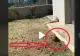 VIDEO – Aparuse o gaura sub casa si se auzeau zgomote ciudate. Proprietarul a inceput sa filmeze si deodata a iesit ceva din interior