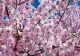Magia UIMITOARE a naturii în Japonia! Au înflorit cireșii. Cum sărbătoresc niponii în 2021