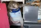 FOTO Maimuță obeză, salvata de la o moarte sigură și trimisă la cură de slăbire