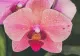 Nu știi ce să-i dăruiești iubitei tale? Orhideea Vanda – cea mai frumoasă dintre flori (P)