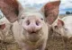 39.000 de porci vor fi sacrificați și îngropați în Timiș după depistarea unor cazuri de infectare cu pestă porcină