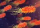 OMS, avertisment sumbru: Bacteriile super-rezistente la antibiotice ucid anual zeci de mii de oameni - Ce învățăm din pandemia COVID-19 