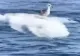 Imagini inedite cu un pescăruș care se odihnește pe un pește-soare în Oceanul Pacific