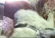 Pisică ”reținută” într-un dosar de trafic de droguri. Felina livra narcotice într-o închisoare