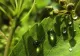 Vremea 25 aprilie - Ziua de Florii vine cu temperaturi de vară și cu cer variabil