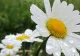 Prognoza meteo de Florii: 3 zile de răcire accentuată. Cum va fi vremea în Capitală
