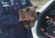 VIDEO Pui de urs găsit pe marginea unui drum din județul Vrancea. Imaginile - absolut ADORABILE
