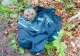 Pui de urs, rănit și abandonat, salvat de polițiștii sibieni